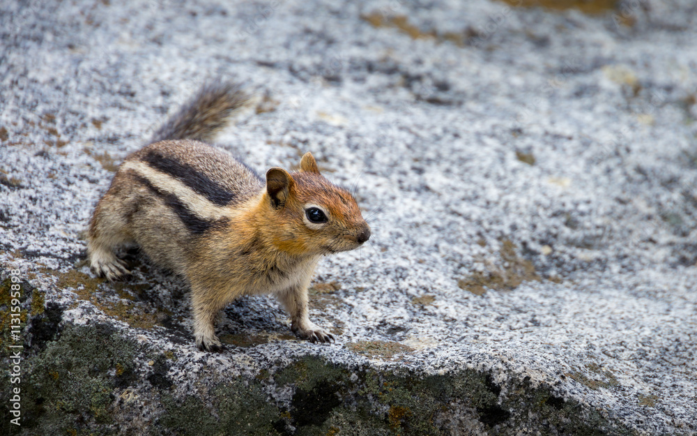 Closeup of a curious chipmunk near Lake Tahoe, California
