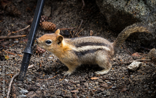Obraz na płótnie Closeup of a curious chipmunk near Lake Tahoe, California w salonie