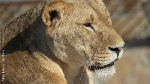 Lioness Close-up Portrait Zoo Animal