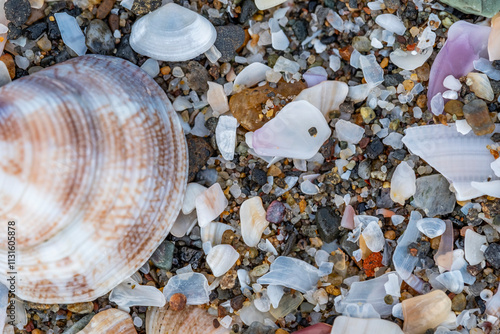 A beach scene with a lot of shells scattered on the sand