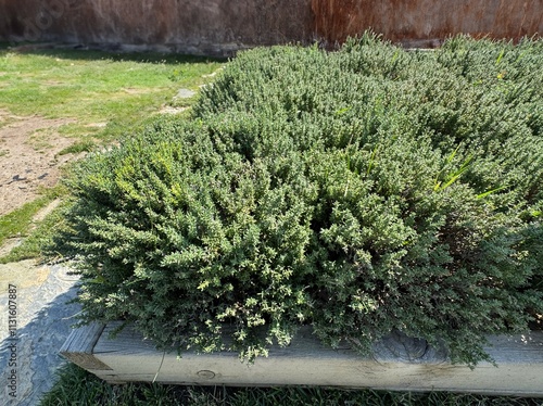 Thymus vulgaris is a fine herb with green leaves. Close-up background of gray-green leaves of garden thyme. Common thyme, Compactus, German thyme, or just thyme. Mint family Lamiaceae. Fresh spice. photo