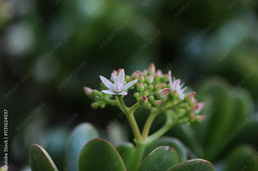 Obraz premium fotografia macro flor