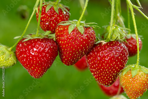 Dutch glass greenhouse, cultivation of strawberries in own garden, growing strawberries plants, red ripe berry and green grass background