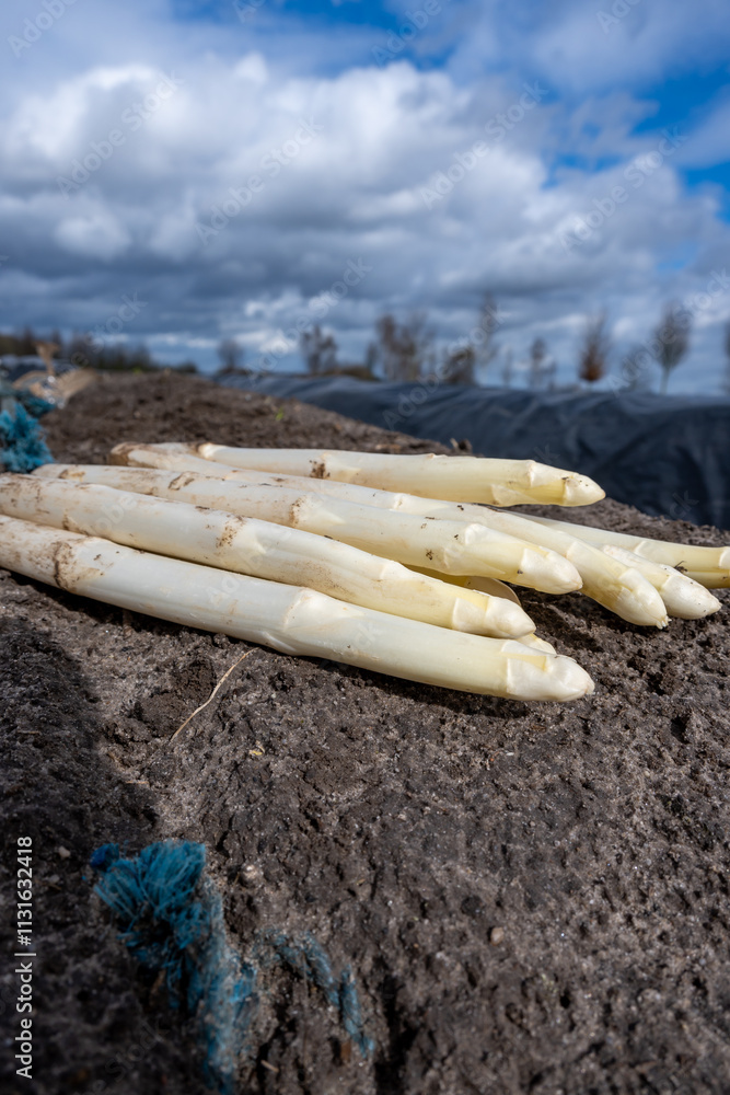 Obraz premium New harvest of white asparagus in Netherlands, farm field in Brabant, rows covered with black plastic, bunch of organic asparagus vegetables