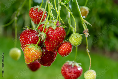 Dutch glass greenhouse, cultivation of strawberries in own garden, growing strawberries plants, red ripe berry and green grass background
