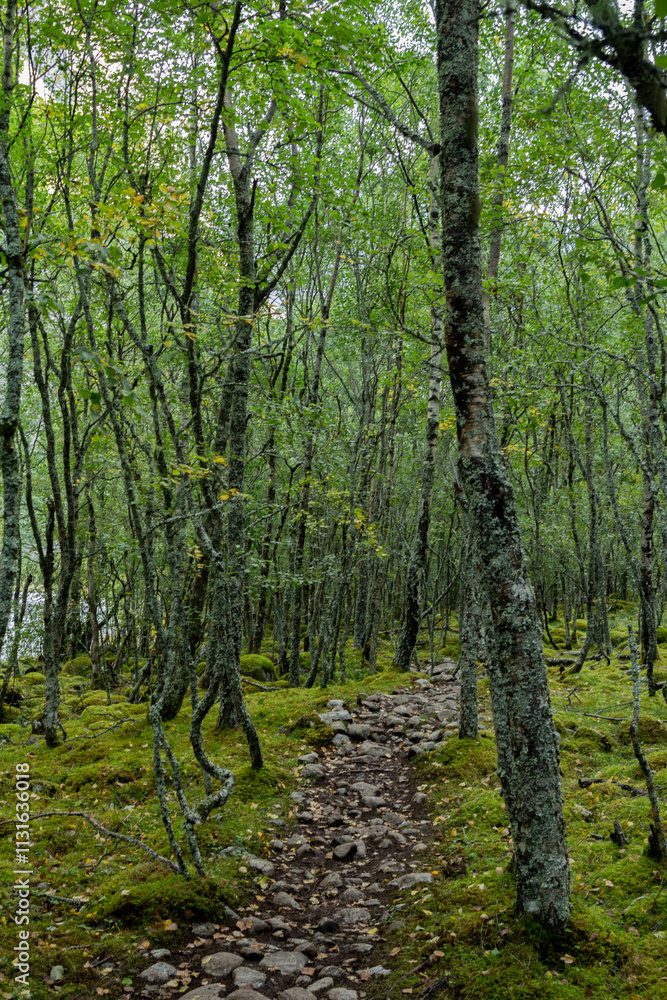 Obraz premium A peaceful forest in Jostedalsbreen National Park, with towering trees and lush greenery surrounding the serene landscape