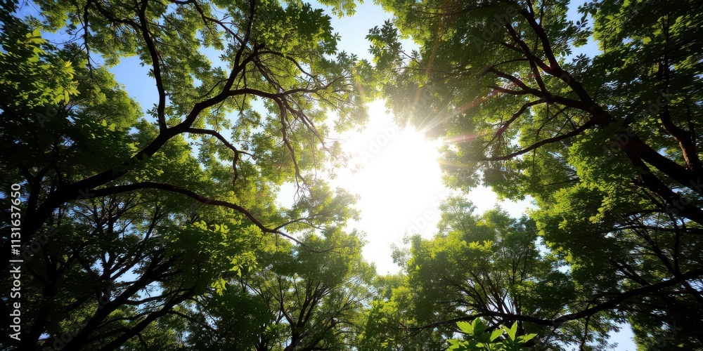 Obraz premium Sunlight filtering through lush tree canopies framing the sunny sky, environment, sky