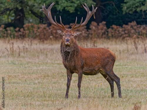 A stag red deer standing and sticking his tongue out