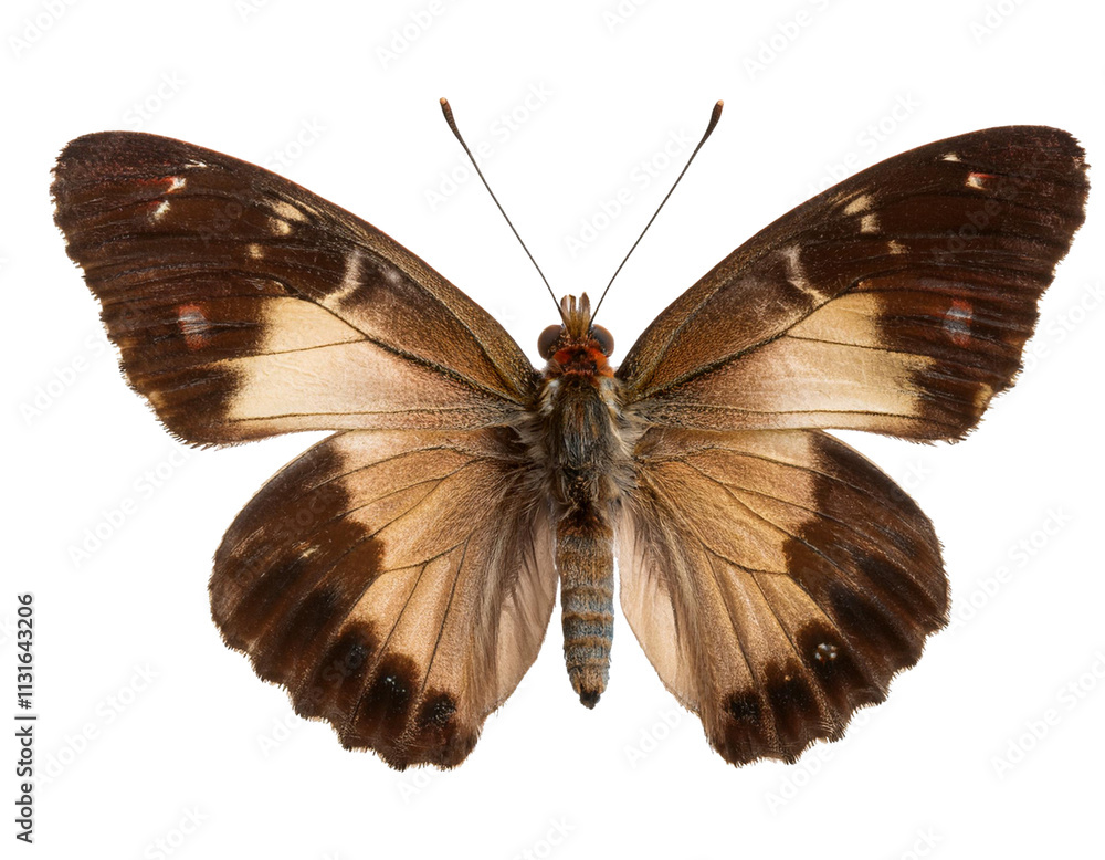 Fototapeta premium A butterfly, viewed from the front, with its entire body visible, isolated on a transparent background.