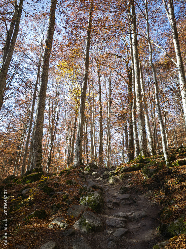 Obraz premium Autumn landscape of Rila Mountain, Bulgaria