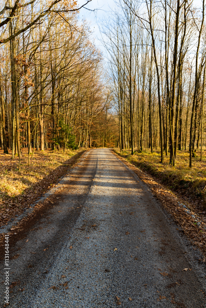 A forest road on a bright autumn evening.