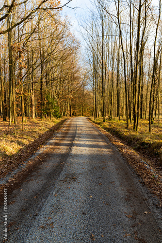 Obraz na płótnie A forest road on a bright autumn evening. w salonie