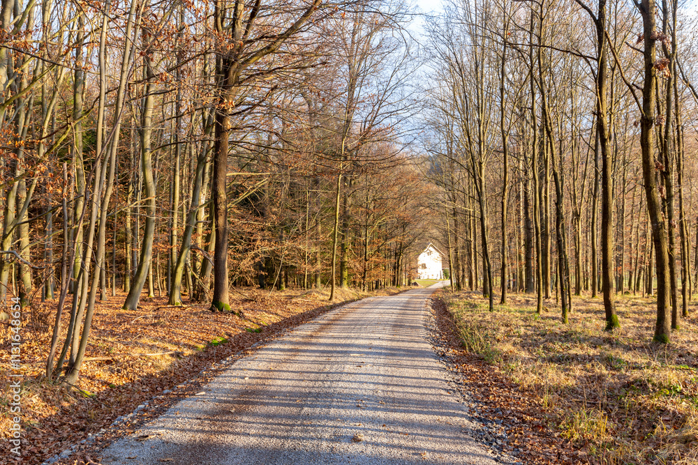 A forest road on a bright autumn evening.