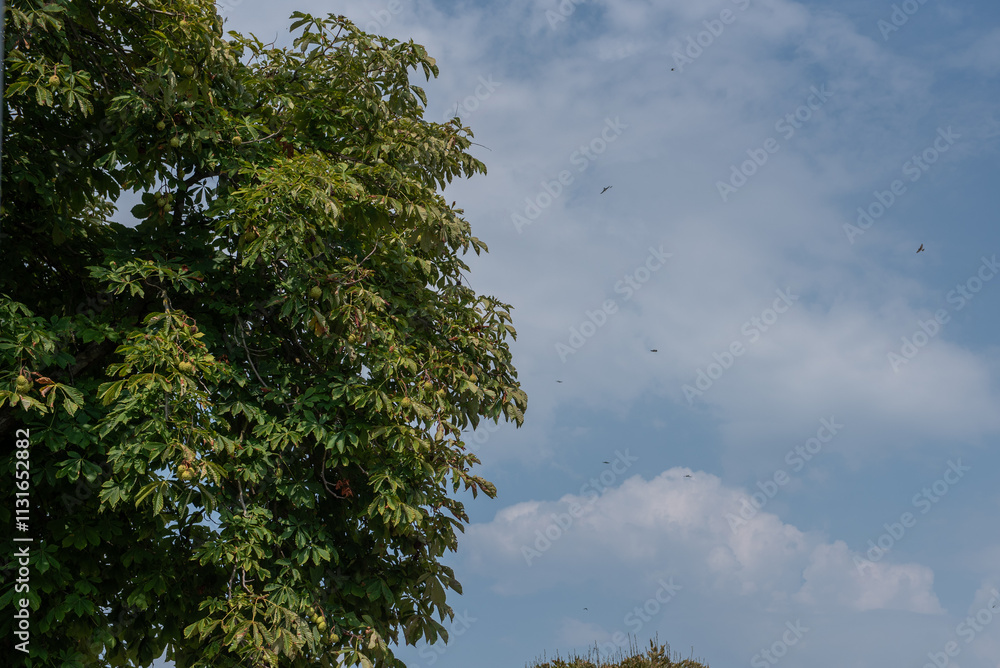 Obraz premium Horse-chestnuts on conker tree branch - Aesculus hippocastanum fruits .