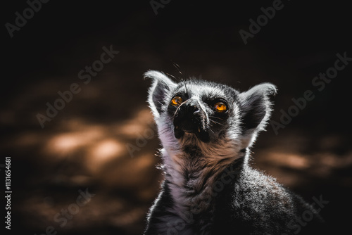 A lemur bathing in the sunlight photo