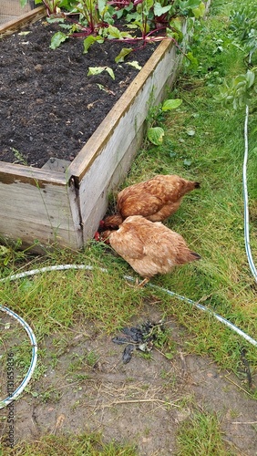 Two brown chickens pecking at vegetable garden photo