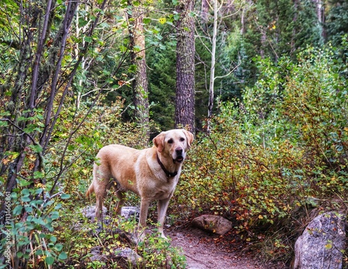 Hiking with dogs