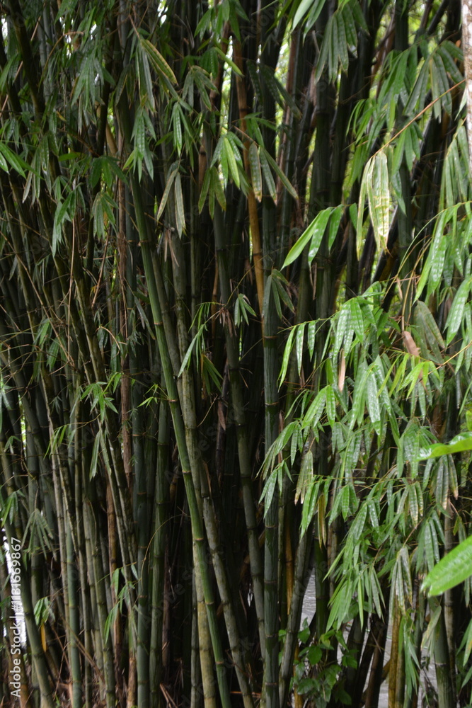Fototapeta premium Pattern of bamboo leaves