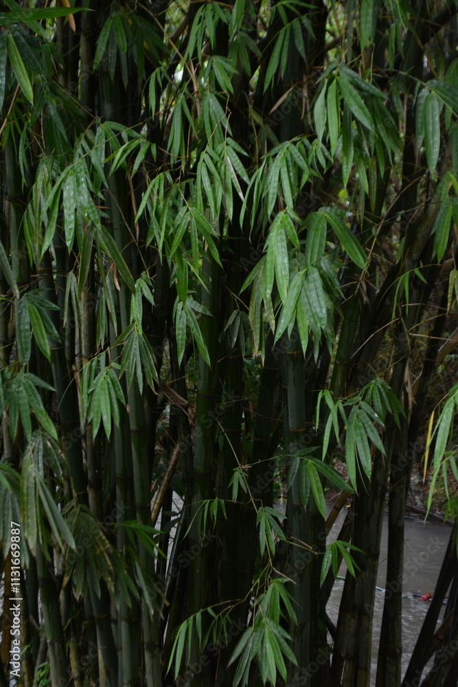 Fototapeta premium Pattern of bamboo leaves