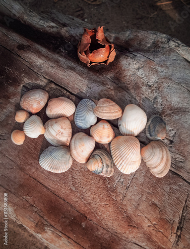 Seashells on a wooden surface with filter effect retro vintage style