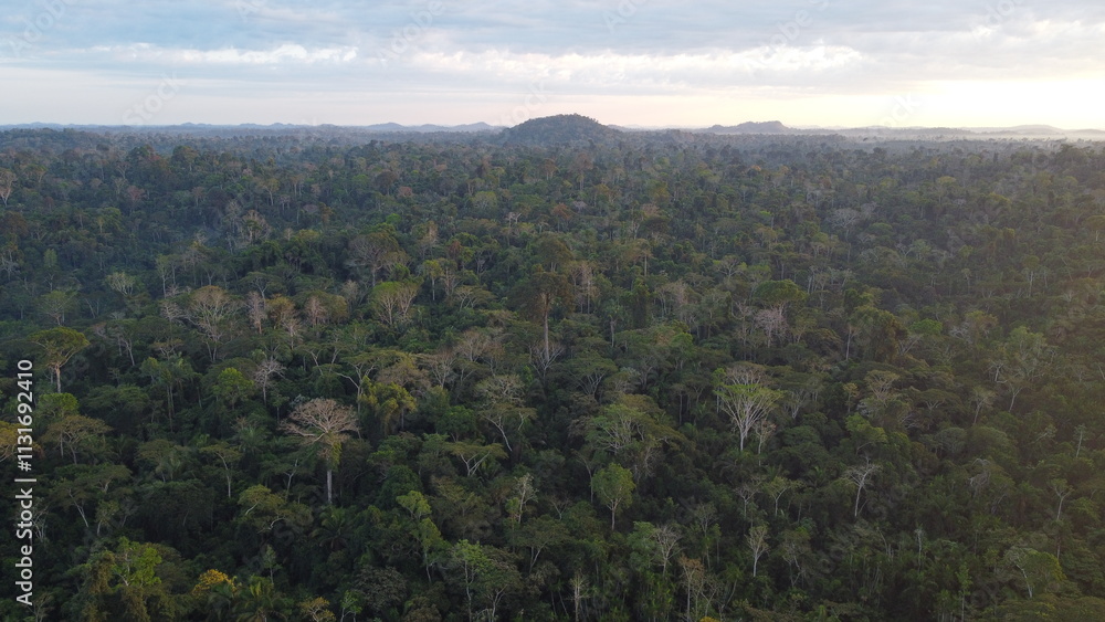 Fototapeta premium Floresta Amazônica Pará