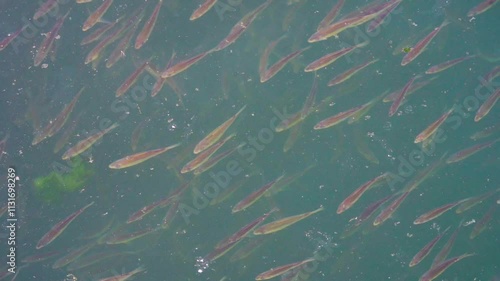 school of spawning fish in a stream