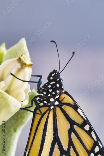 Ultra close-up of a monarch butterflt clinging to a crown flower plant. photo