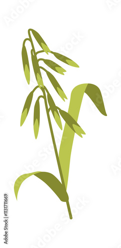 Spikelet of barley cereal plant