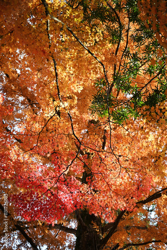 autumn leaves on the tree