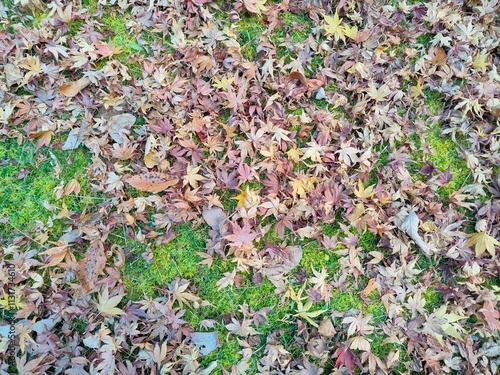 Golden Autumn: Fallen Leaves on a Forest Floor