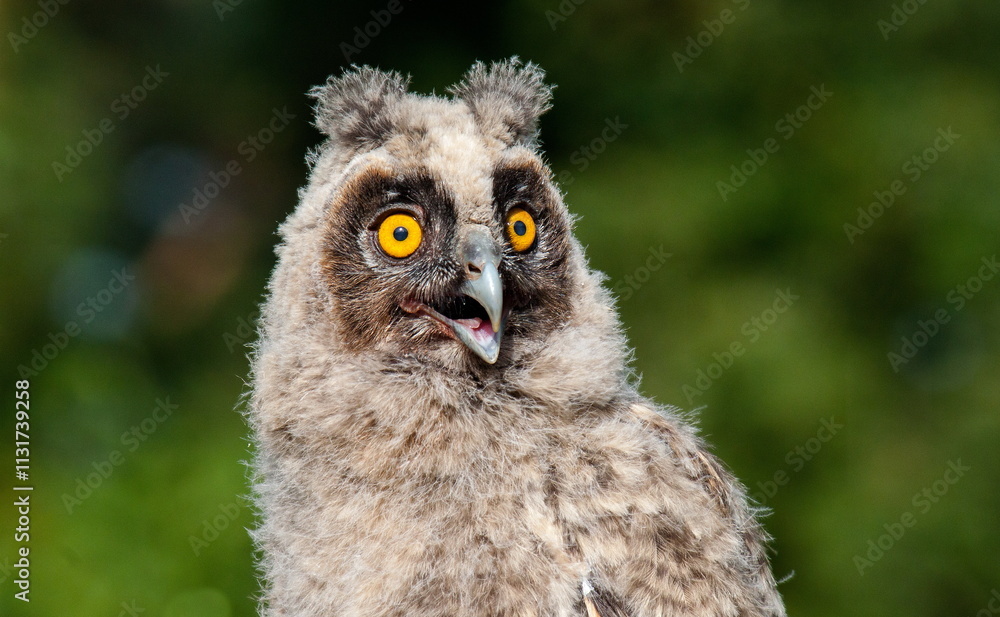 Obraz premium great horned owl
