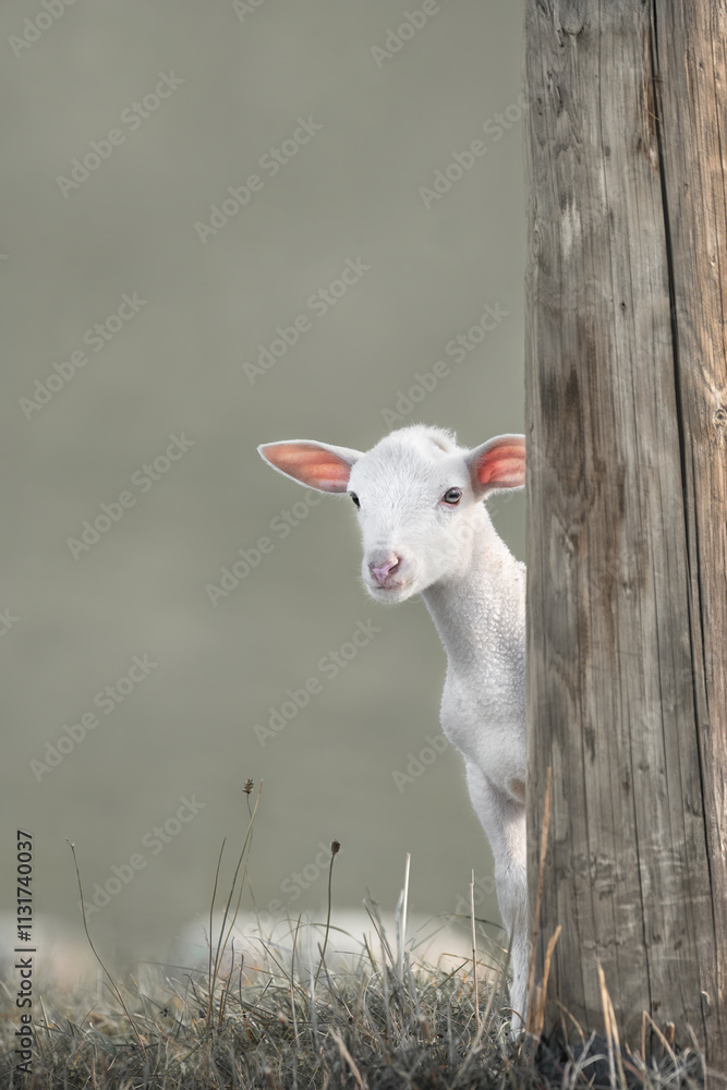 Obraz premium Hiding Little Lamb