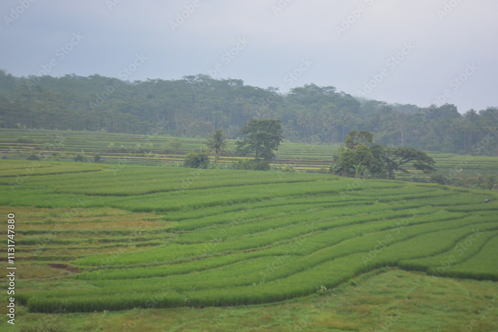 Obraz premium Wonderful landscape view of ricefield terrace