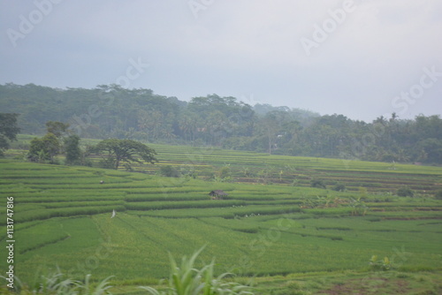 Fotografie Wonderful landscape view of ricefield terrace