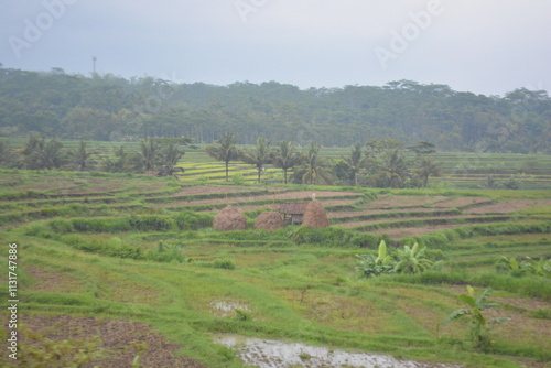 Fotografie Wonderful landscape view of ricefield terrace