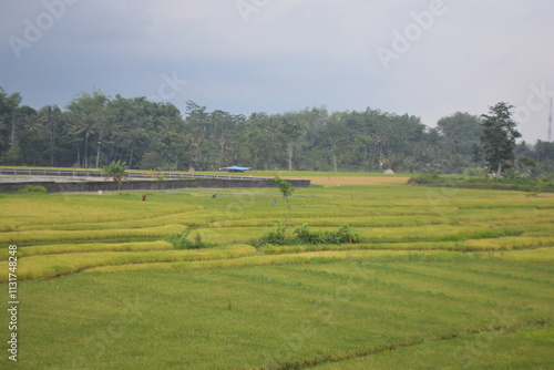 Fotografie Wonderful landscape view of ricefield terrace