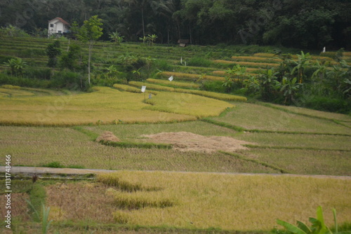 Obraz na plátně Wonderful landscape view of ricefield terrace