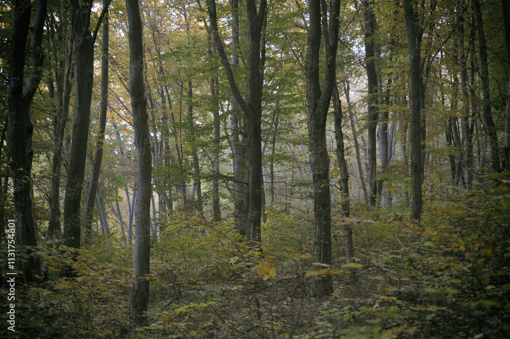 Obraz premium Autumn time, trees in the forest