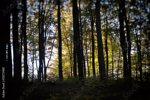 Autumn time, trees in the forest