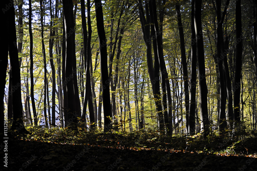Obraz premium Autumn time, trees in the forest