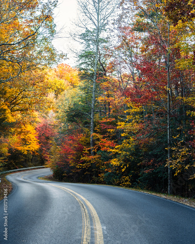 Asphalt road through the forest during autumn Season