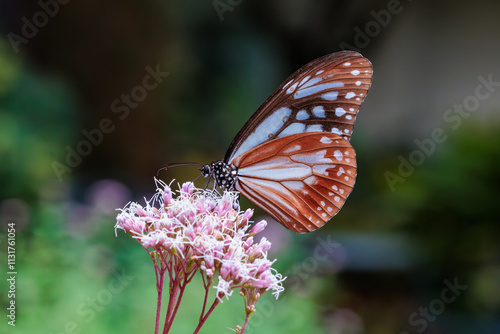 Chestnut tiger butterfly sucking nectar from a eupatorium fortunei blooming in an autumn garden. photo