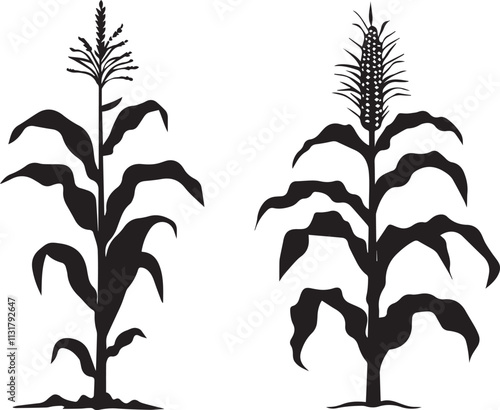 Silhouette of corn plant growing in field vector silhouette