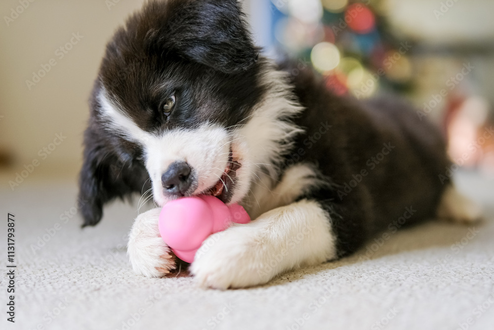 Cute little Border Collie male puppy on the carpet floor playing with pink rubber toy.