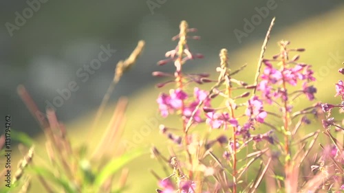 Fleur de montagne photo