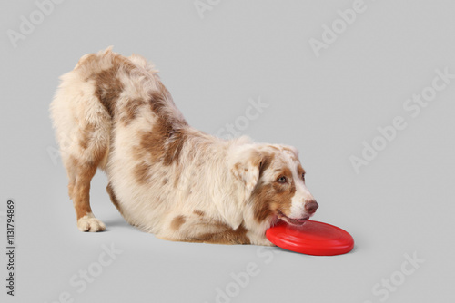 Cute Australian Shepherd do...