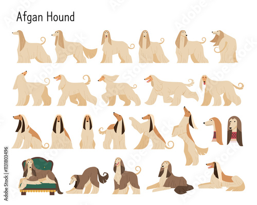Afghan Hound with beautiful long hair. Collection of various action poses.