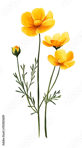 Wallpaper Mural yellow buttercup flower, its simple round petals gleaming as they catch the light Torontodigital.ca