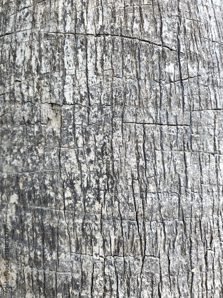 Obraz premium Palm trunk texture