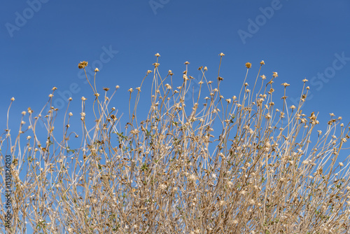 Ephedra trifurca, longleaf jointfir and Mexican tea. Mojave National Preserve  South Entrance Kelbaker Road, San Bernardino County, California. Mojave Desert / Basin and Range Province.  photo